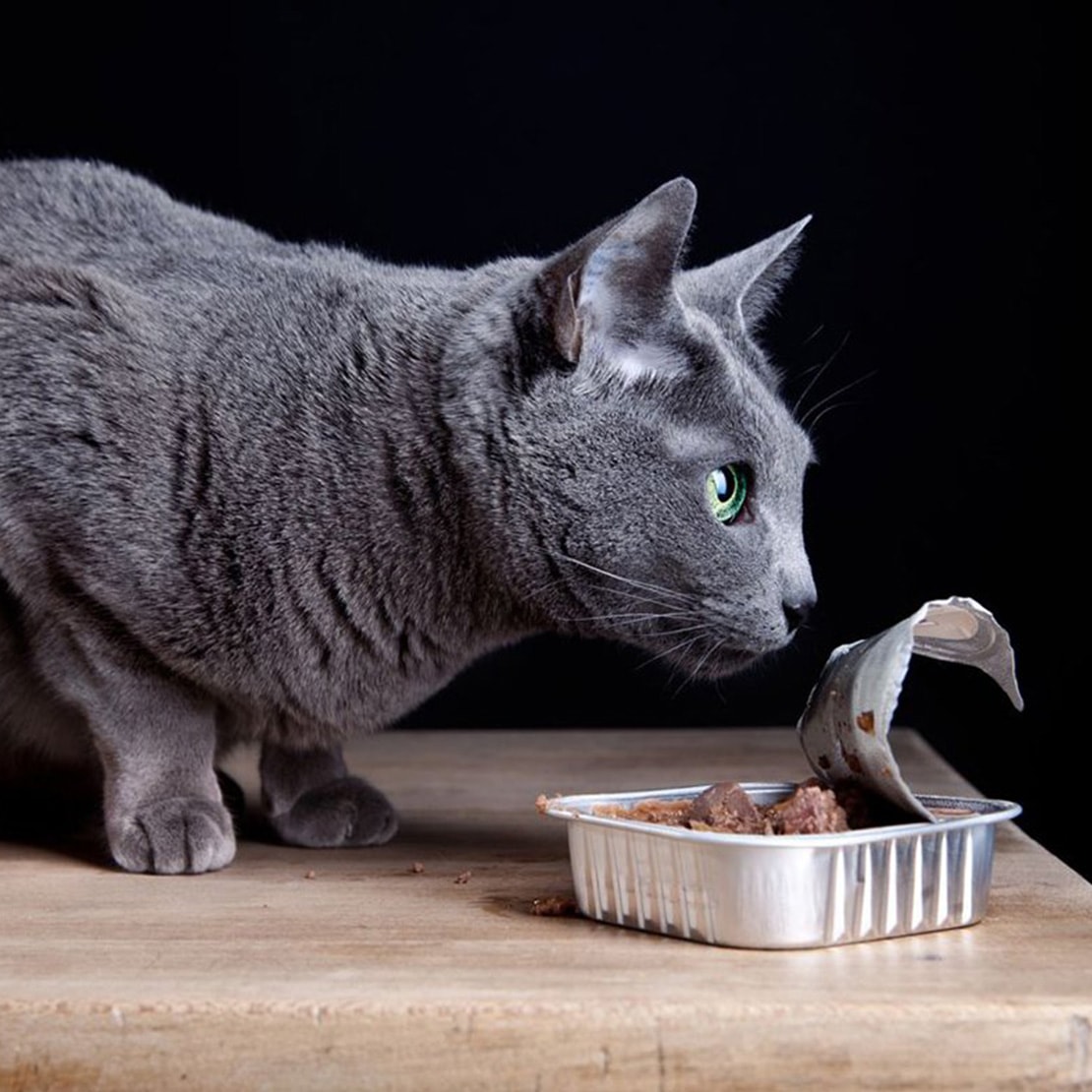Чем кормить русскую голубую кошку?