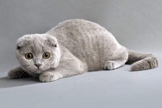 Шотландская вислоухая кошка. Описание породы, характер, фото, котята  скоттиш-фолд