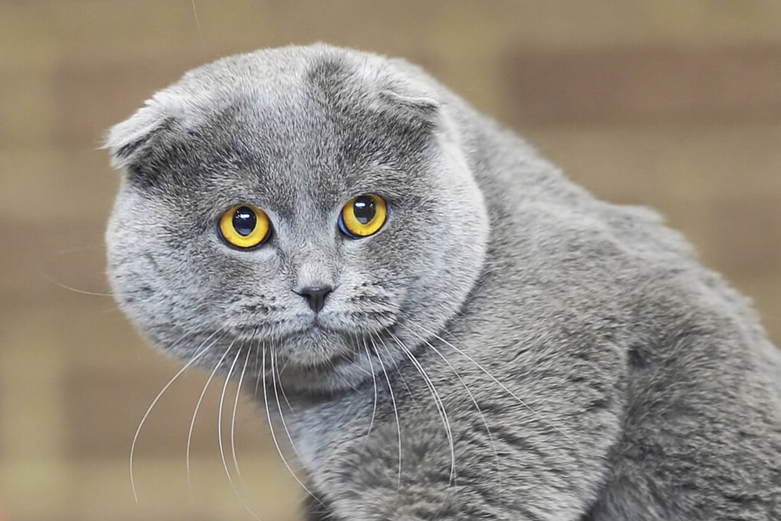 Фото британской вислоухой кошки серого цвета
