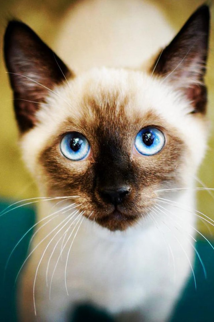 сиамская кошка форма глаз