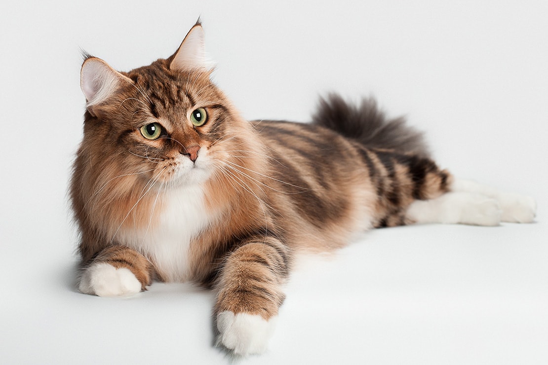 Сибирская кошка. Описание породы, характер, фото, котята сибирской кошки.