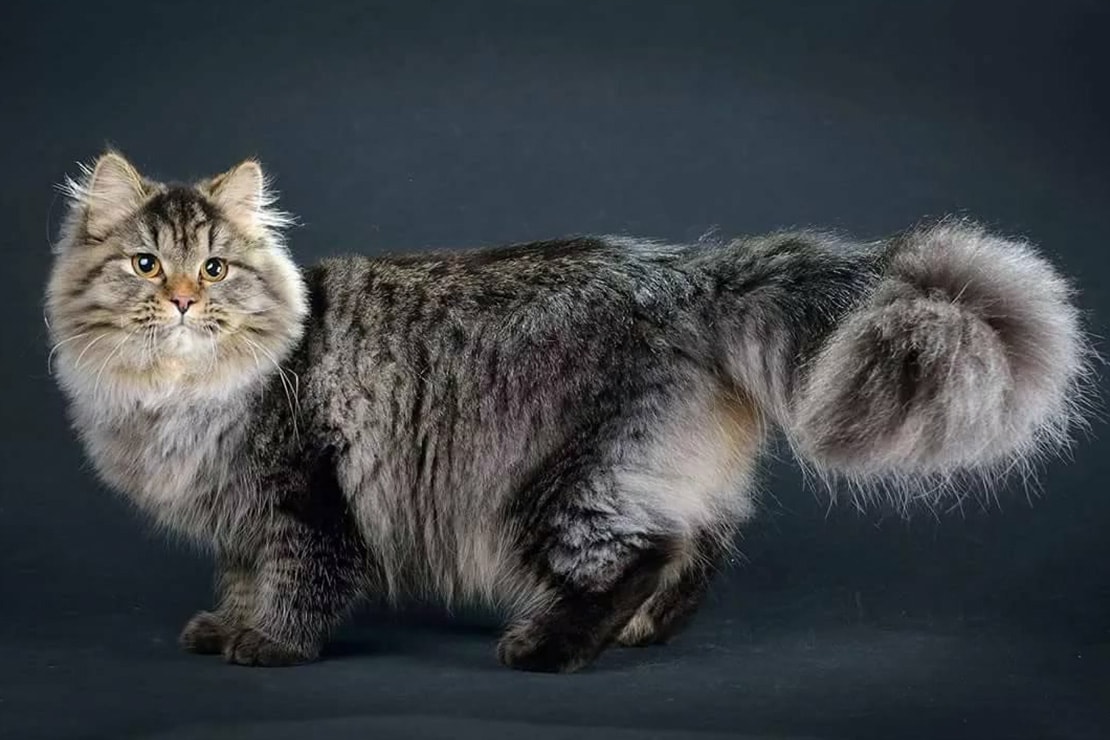 Сибирская порода кошек фото и описание