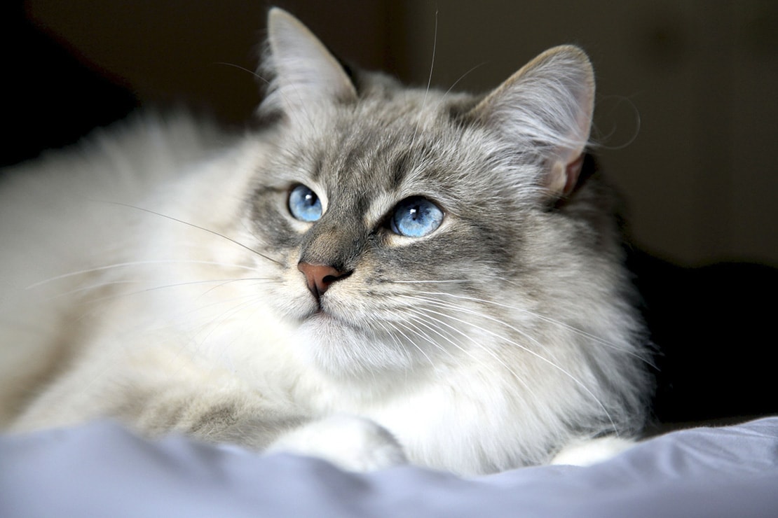 Фотографии сибирской кошки-1.