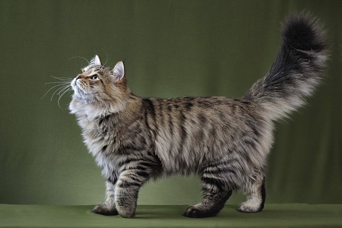 Фотографии сибирской кошки-2