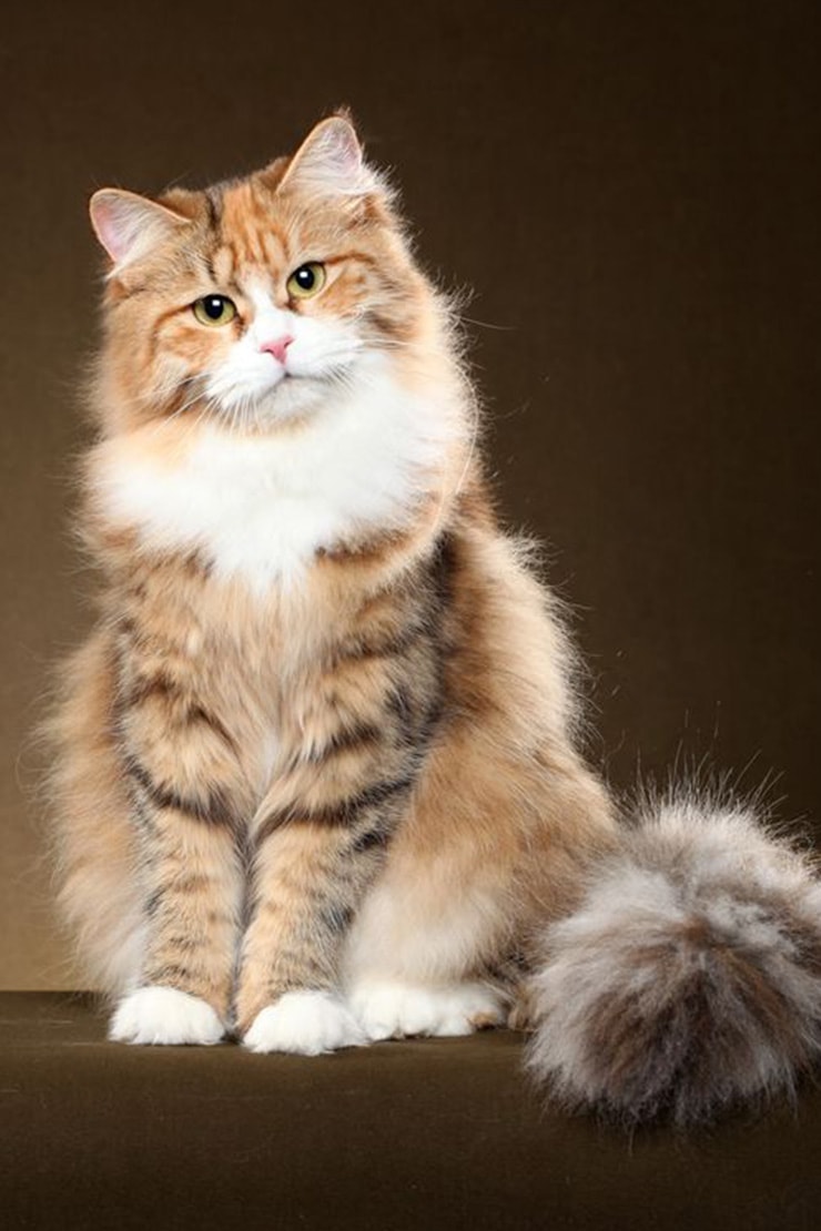 Описание породы сибирской кошки-2