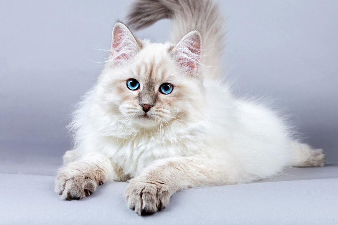 сибирская кошка белая