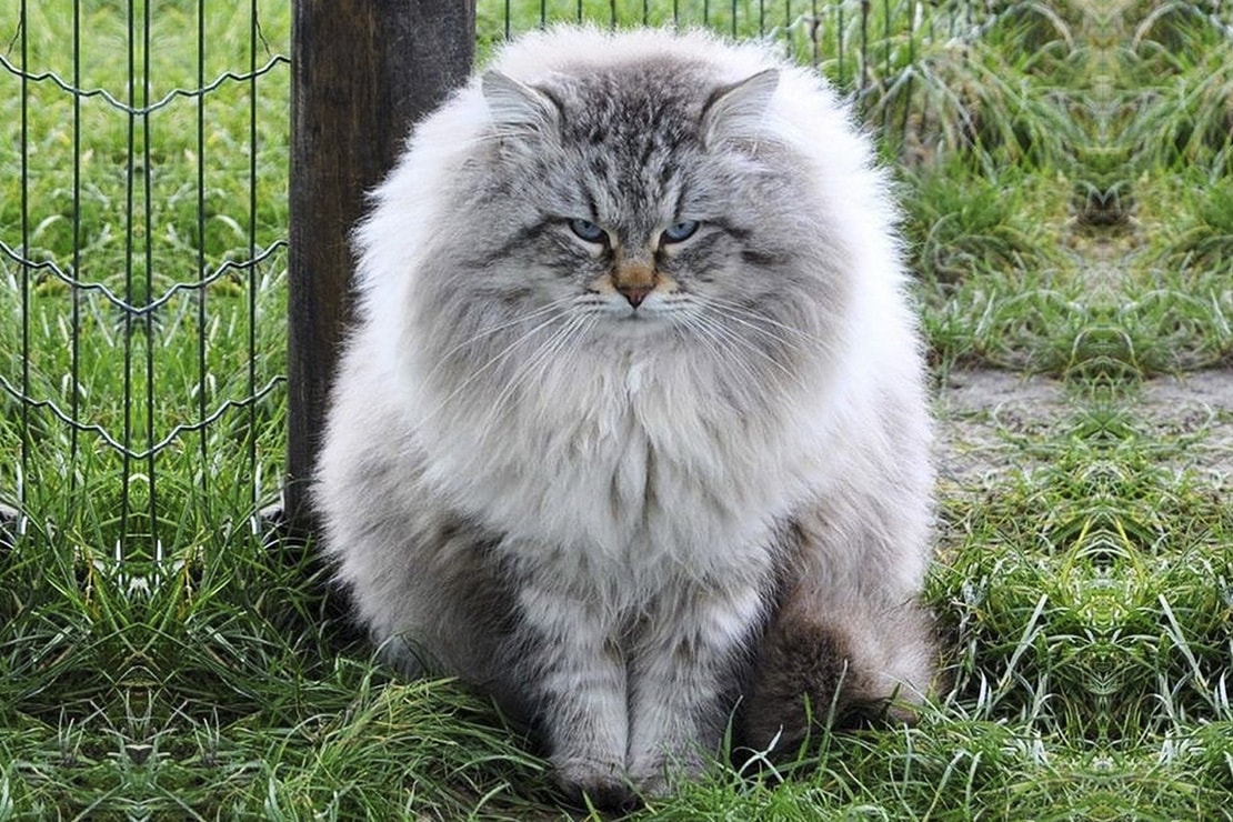 сибирская кошка фото характер