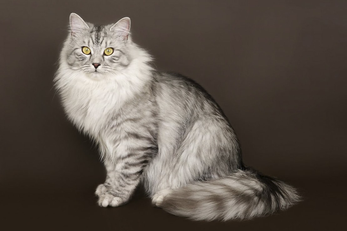 сибирская пушистая кошка фото