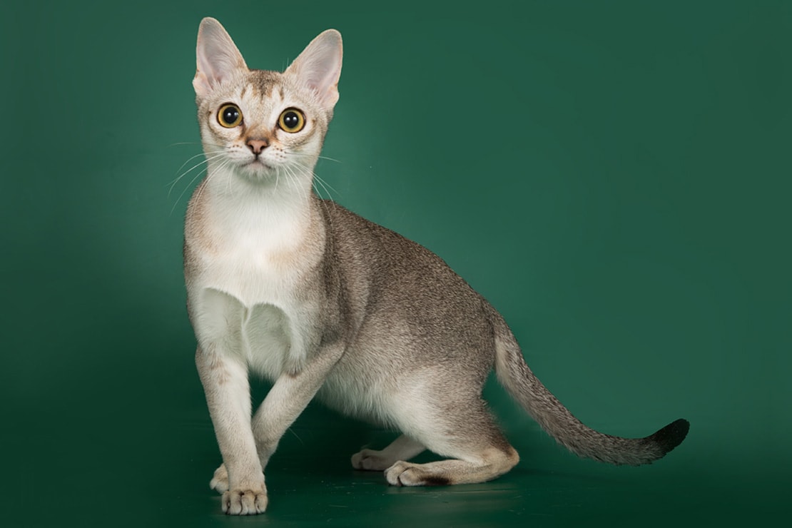 сингапурская кошка фото сколько стоит