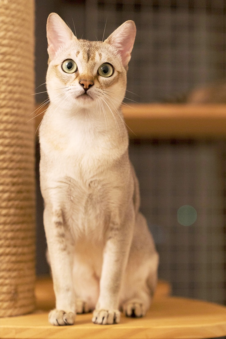 Сингапурская кошка. Описание породы, характер, фото, котята сингапурской  кошки.
