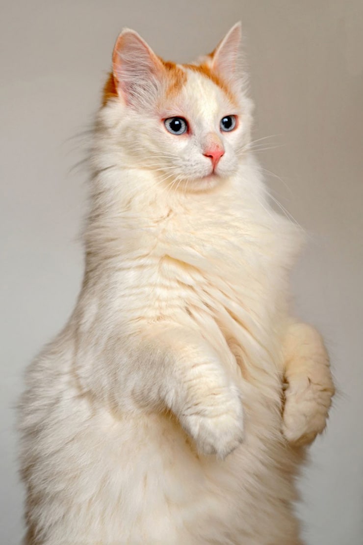 Особенности кошек породы турецкий ван 