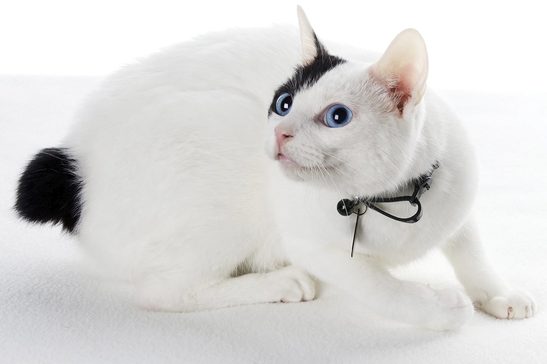 японский бобтейл кошка фото