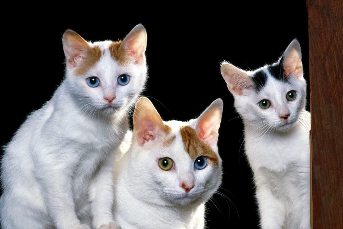 Фотографии котят японского бобтейла-3