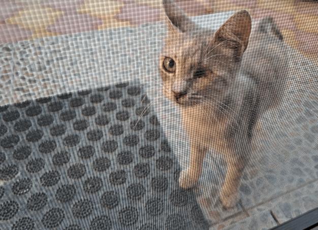 Почему кошки не приживаются в доме? Народные приметы и мнение ветеринаров