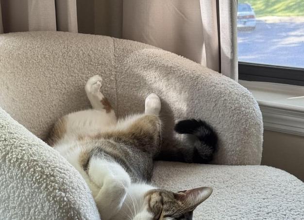 Недельный котёнок оказался на улице, а мамы рядом не было: история спасения Ёса