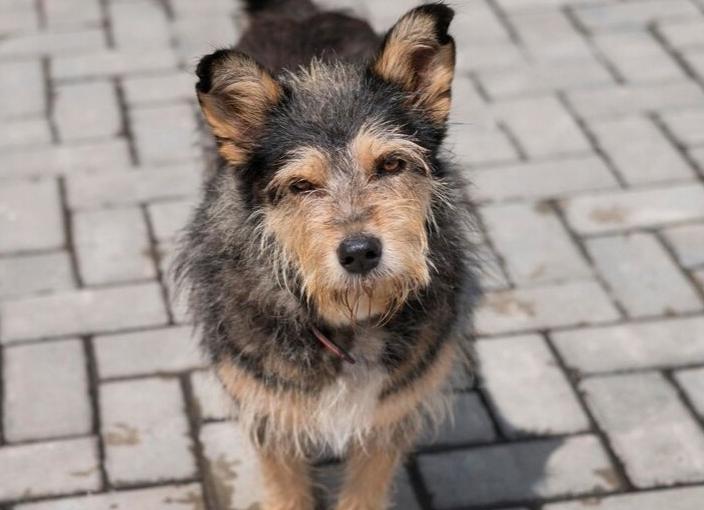 Вы решили завести щенка. Как его познакомить с вашими кошками