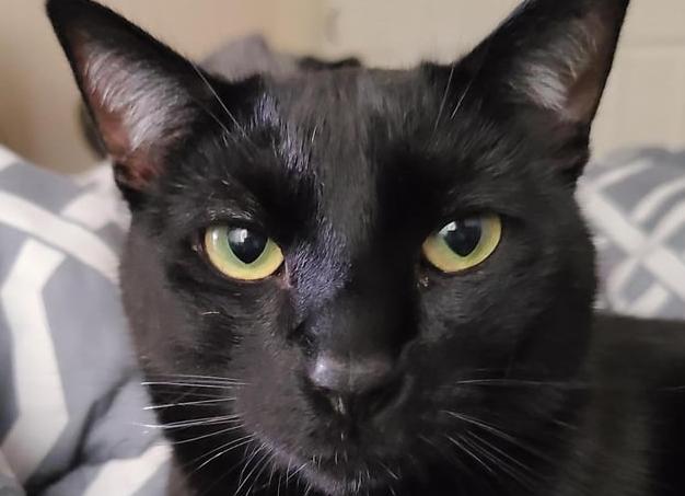 Правда ли, что чёрные кошки приносят несчастья?