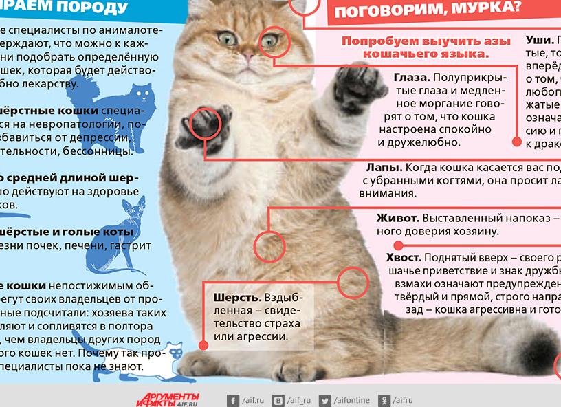 Какие болезни лечат кошки?