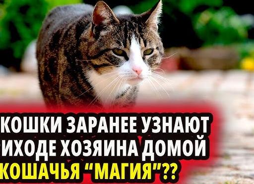 Как кошки заранее узнают о приходе хозяина домой? 3 признака