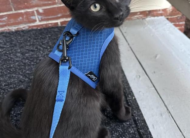 «Задача о падающей кошке» или 3 реальные истории об удачном приземлении