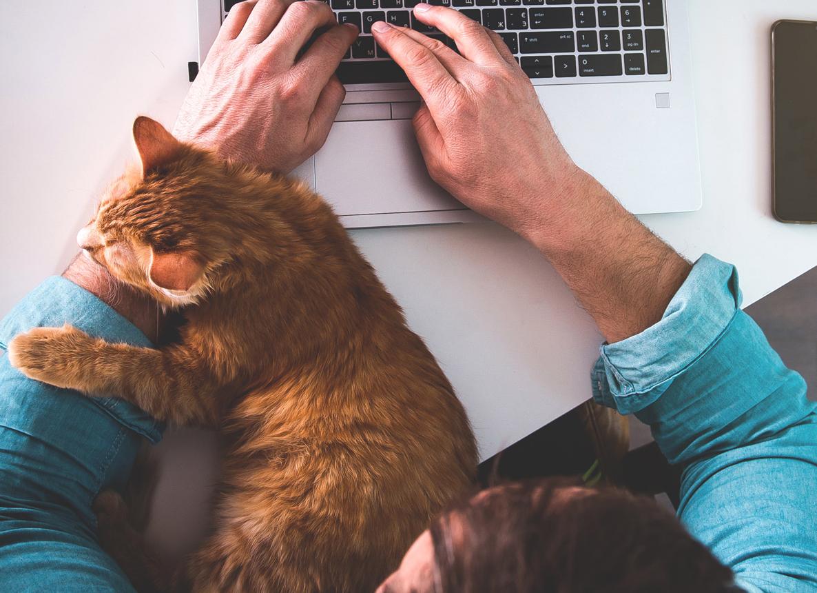 5 кошек с приличной работой