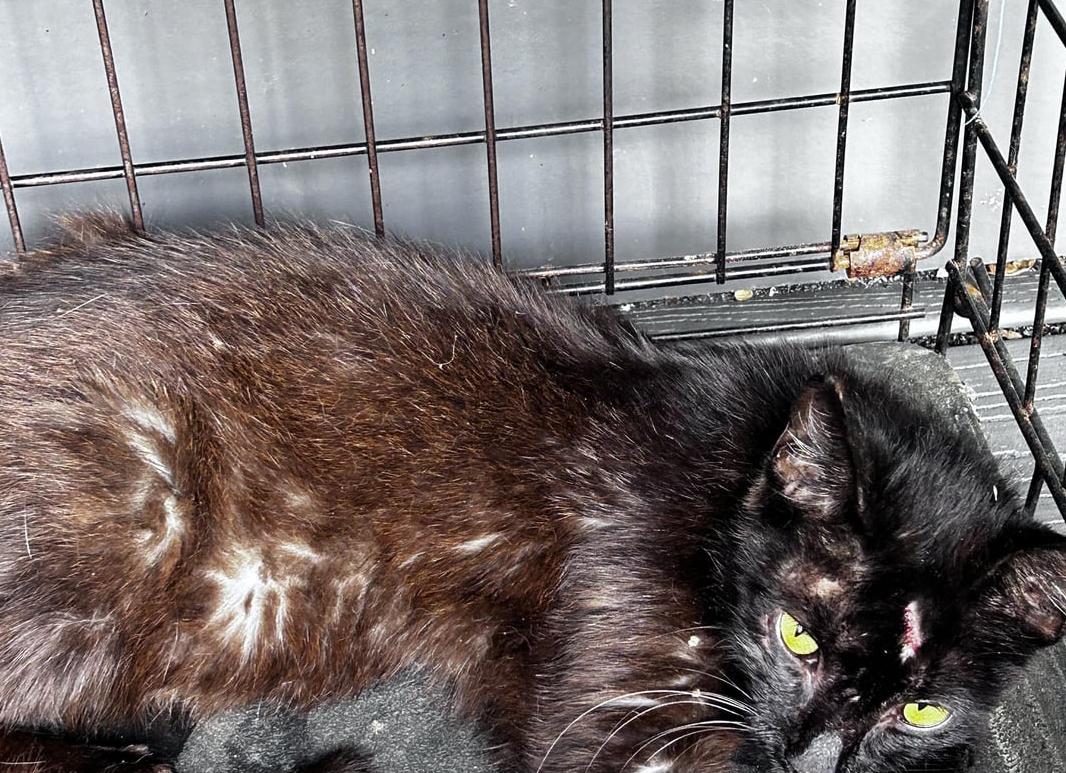 А Вы подкармливаете бездомных кошек?