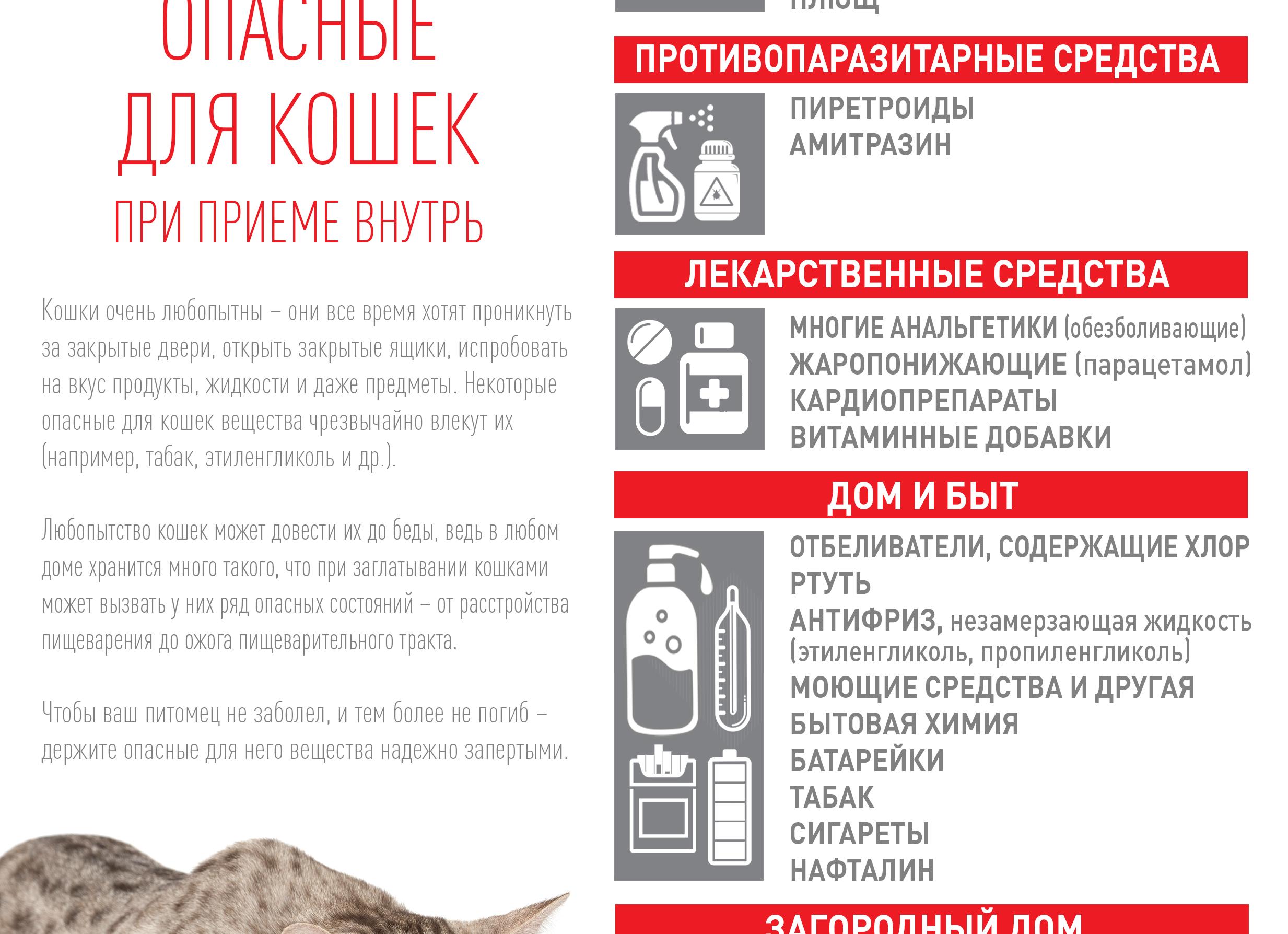 Какие продукты опасны для кошек?