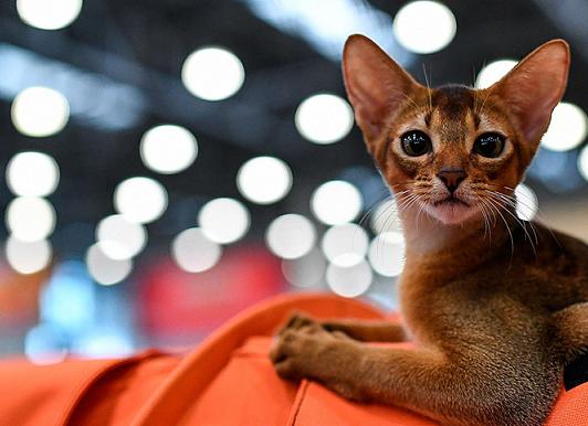 Как подготовить дом к появлению котенка?