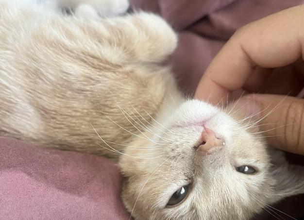 Проблемы деструктивного поведения. Как отучить кошку царапать мебель