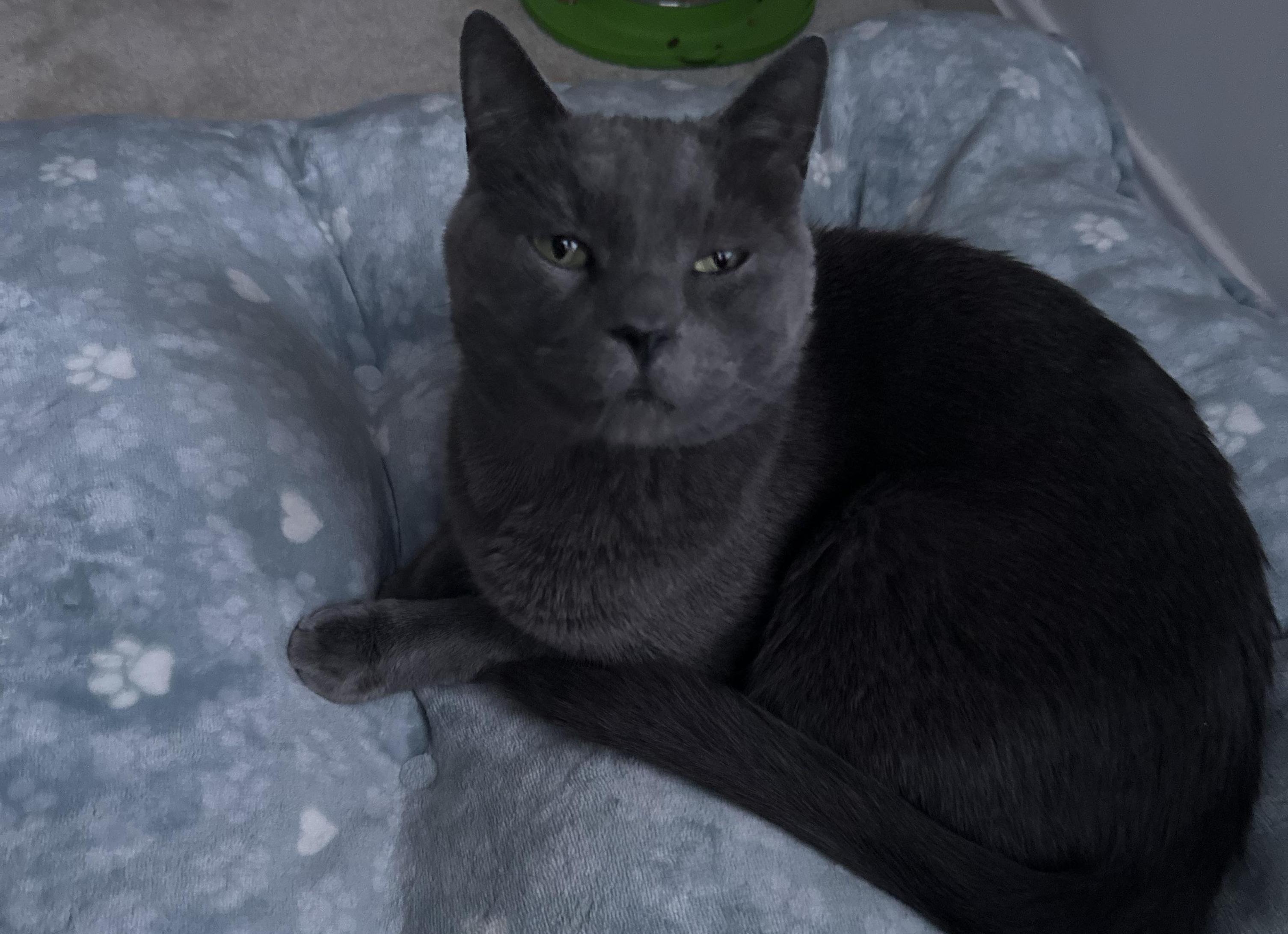 Наш кот убежал во время переезда — ещё одно приключение Ёса