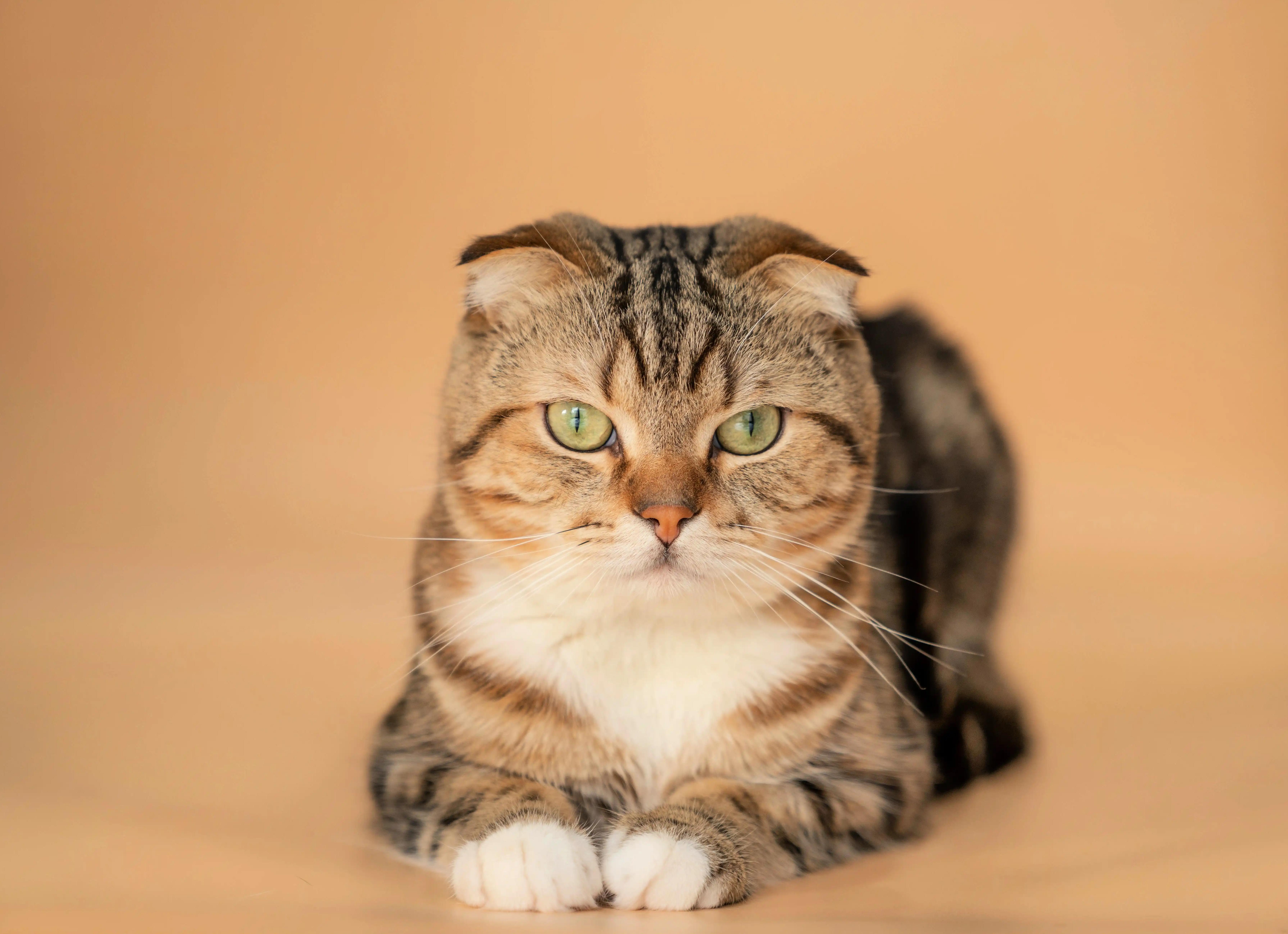 Могут ли кошки обижаться? Как помириться с питомцем?