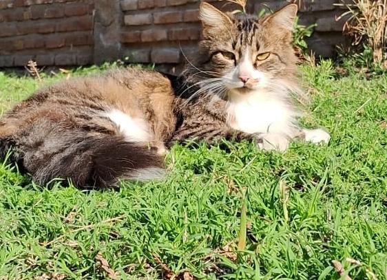 Много ли внимания нужно уделять кошке