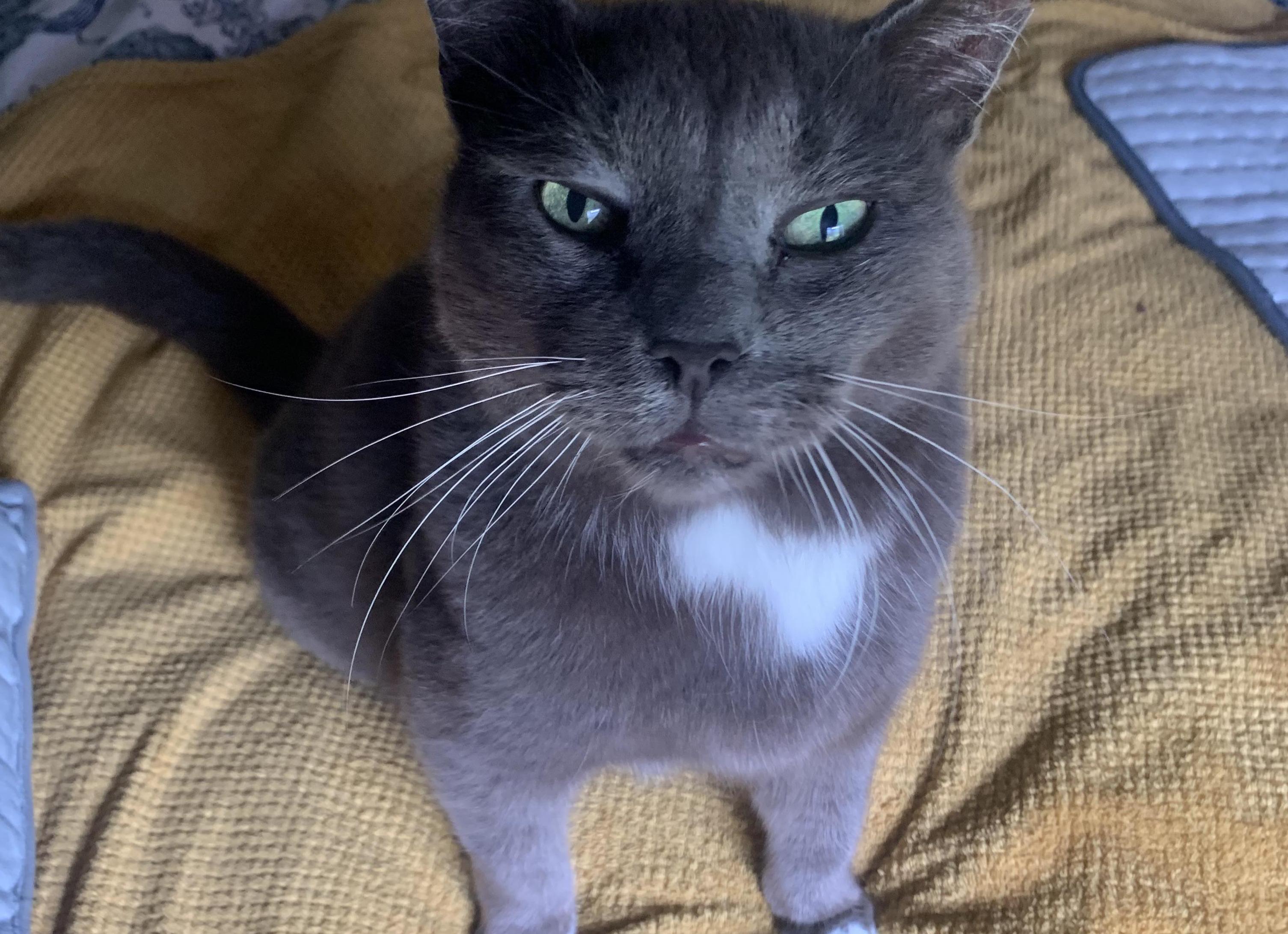 Правда ли, что кошки обладают мистическими способностями?