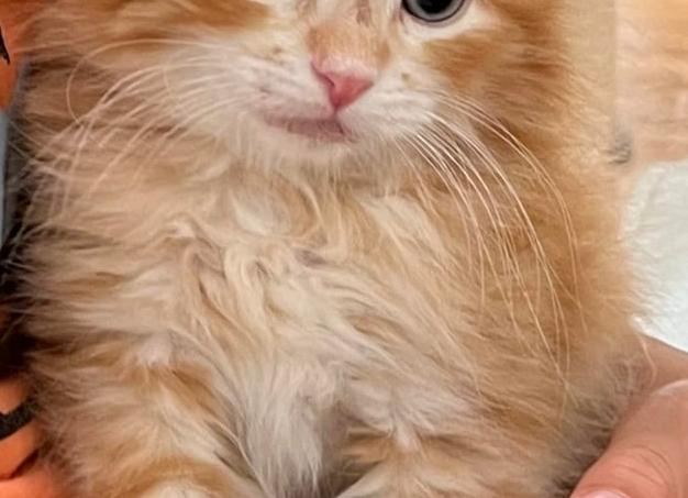 Принесли кошку домой и поняли, что она уже там...