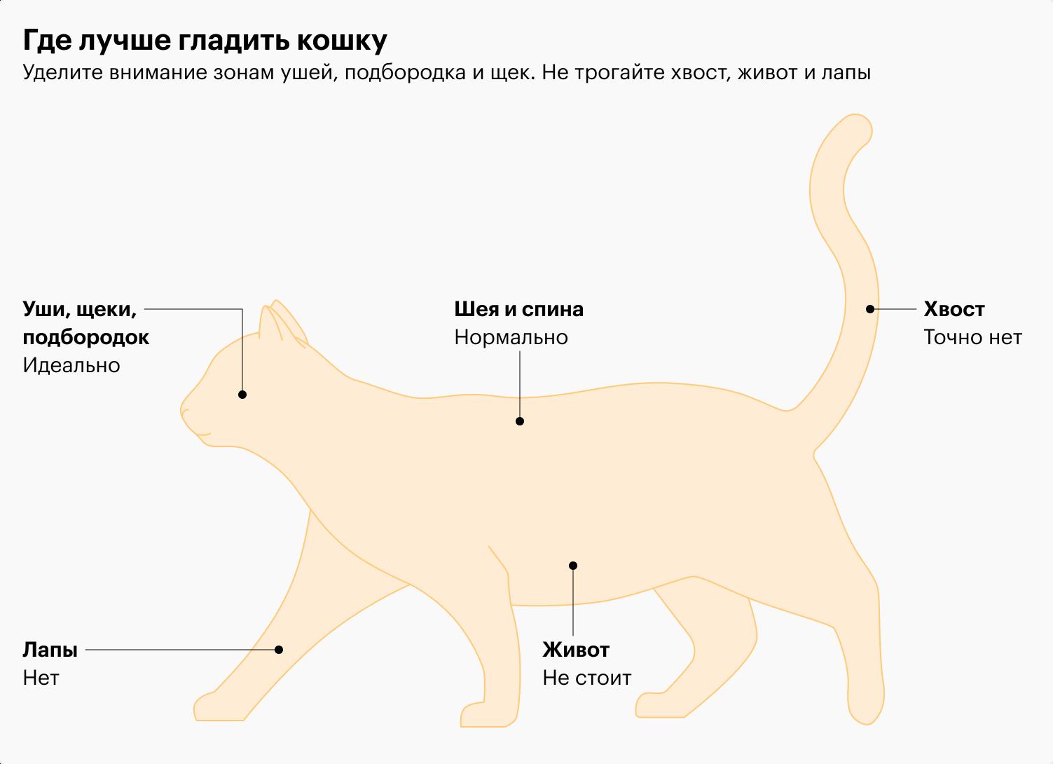 Почему кошки не любят, когда трогают их живот?