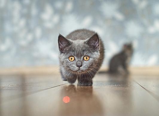 Лазерная указка для кошек: польза и вред для питомца