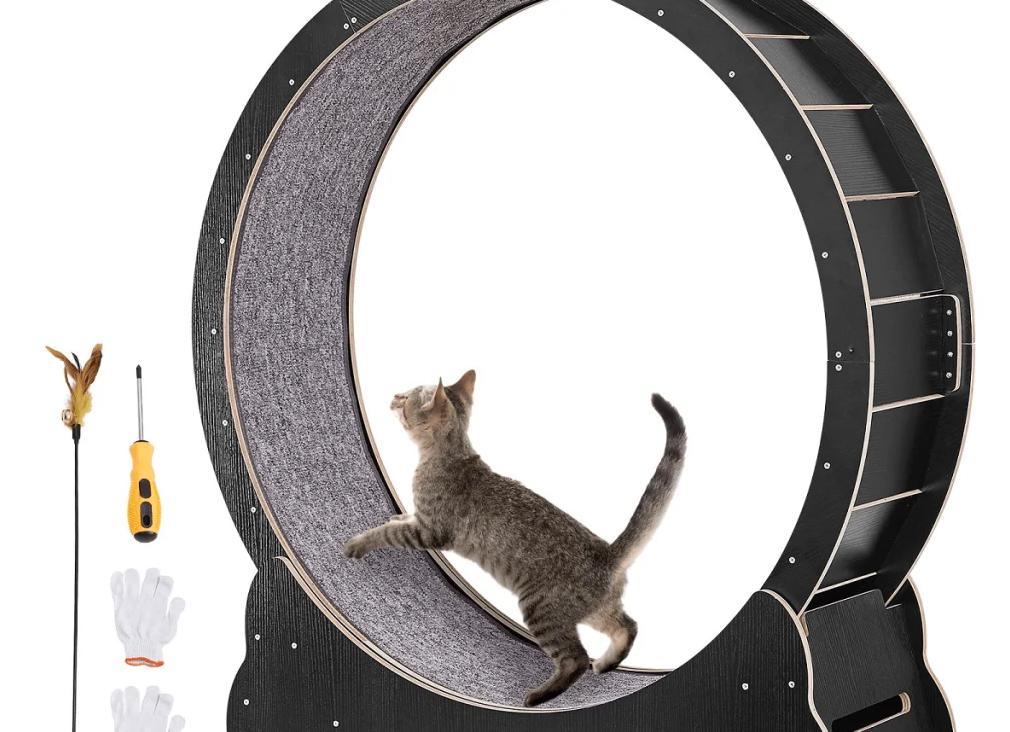 Кошка - хороший подарок? Ответ не так очевиден