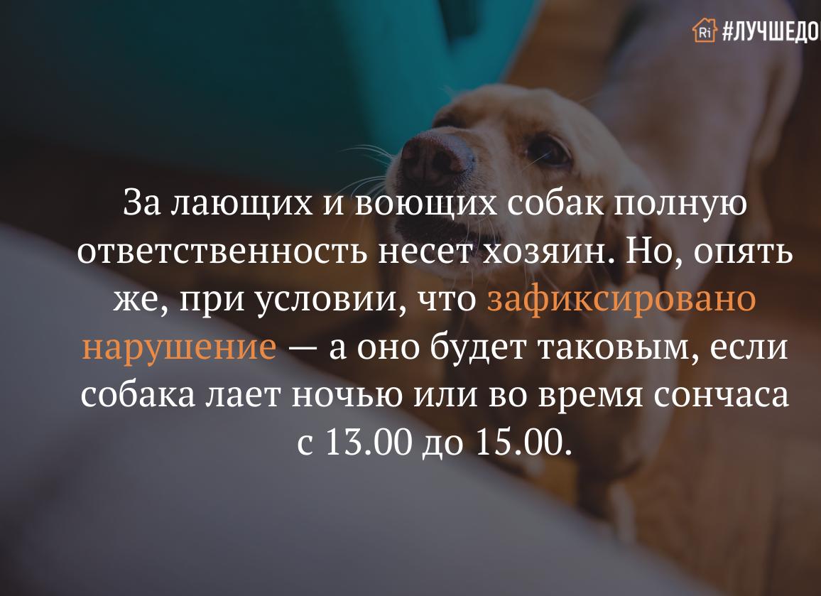 Что делать, если соседская собака воет по ночам?