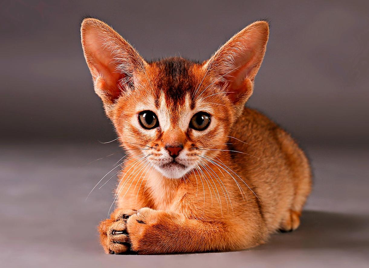 ТОП-5 самых умных пород кошек по версии владельцев