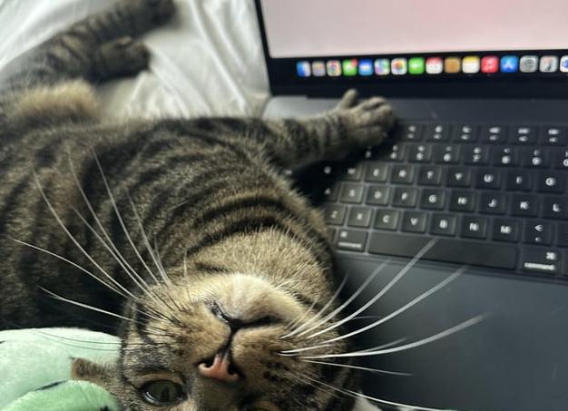 Страдают ли кошки от одиночества?