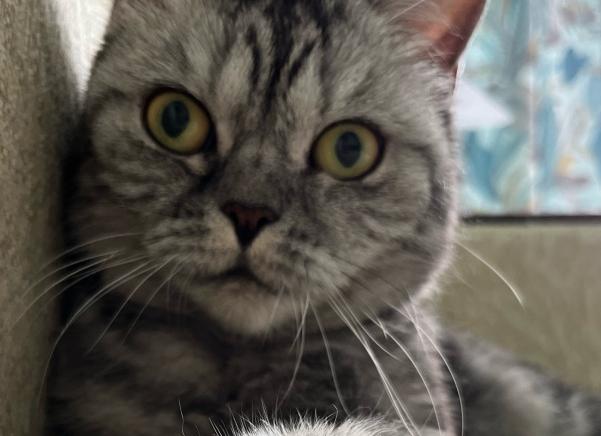 Почему кошка занимает место хозяина? 🙀