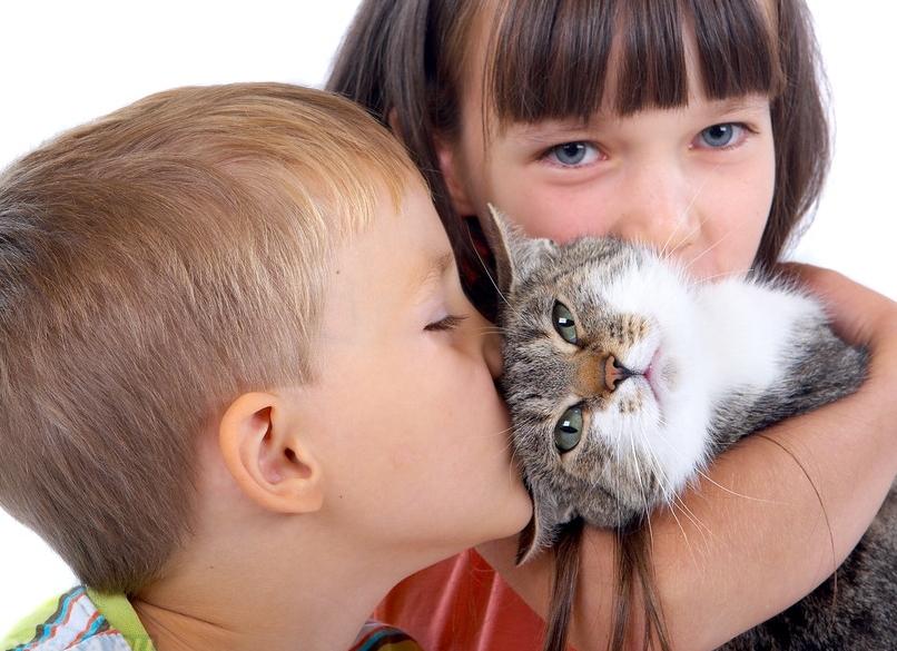 Курильский бобтейл и еще 9 интересных пород котов и кошек