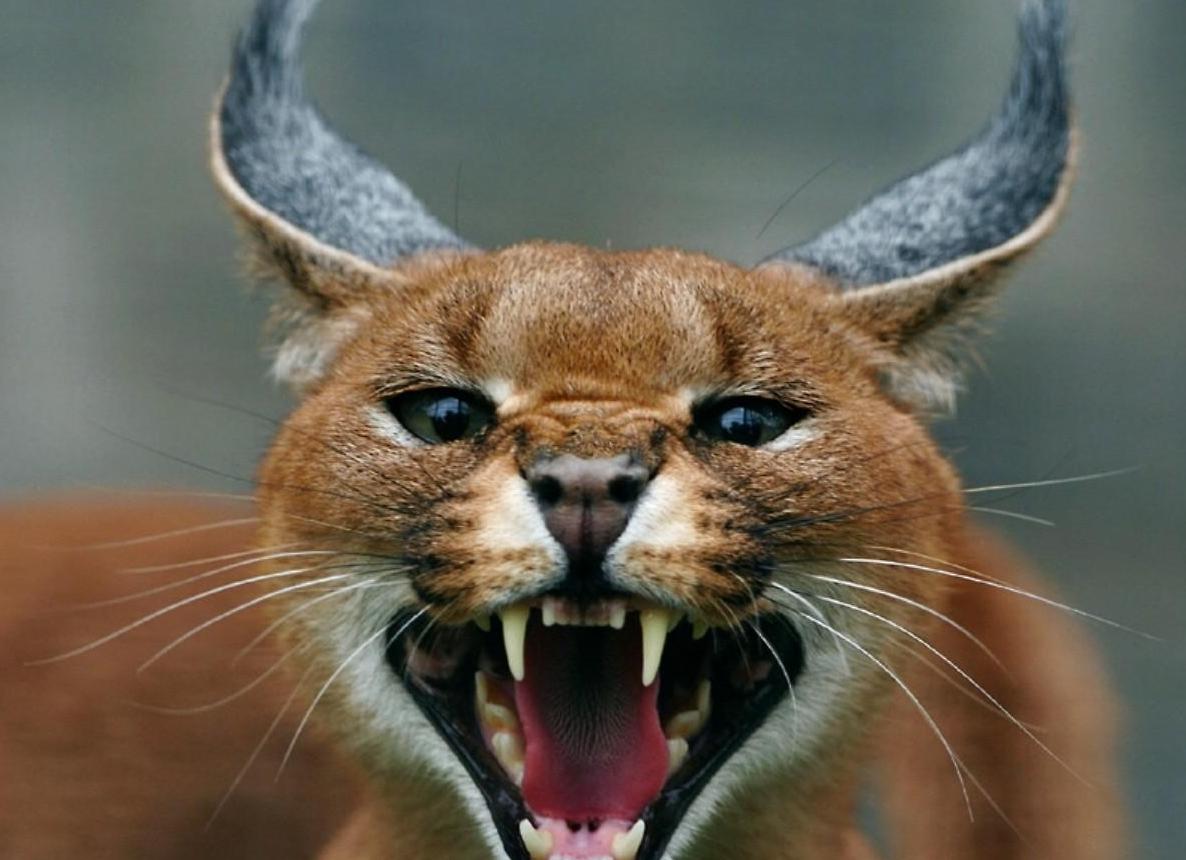 Коренные американцы могли приручить рысь 2000 лет назад