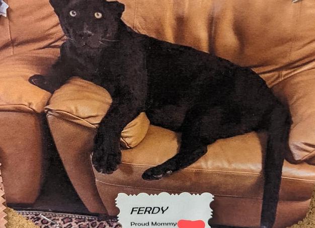 Пантера в миниатюре: 6 пород домашних кошек черного окраса