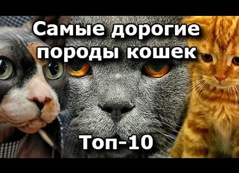 Топ 10 Самые дорогие породы кошек в мире