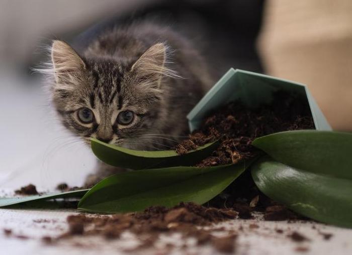 Почему кошки едят несъедобные предметы?