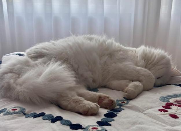 Зачем кошки закрывают морду лапкой во время сна?