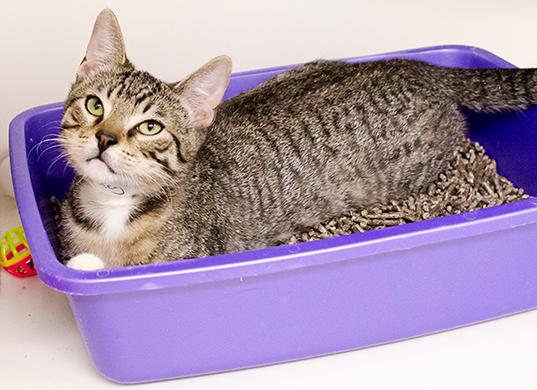Каким наполнителем для кошачьего лотка удобнее пользоваться?