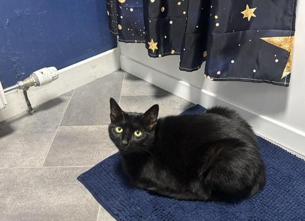 Почему кот ходит по пятам за хозяином?