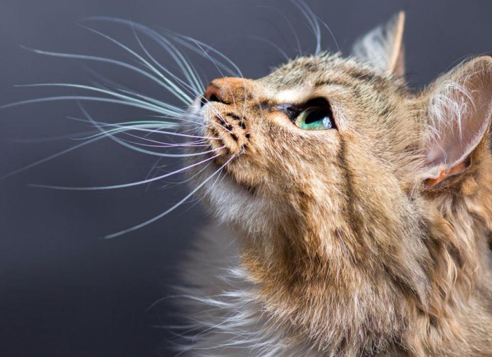Зачем кошкам нужны усы?